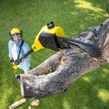 How Our Tree Care Process Works  in  Beaumont, CA