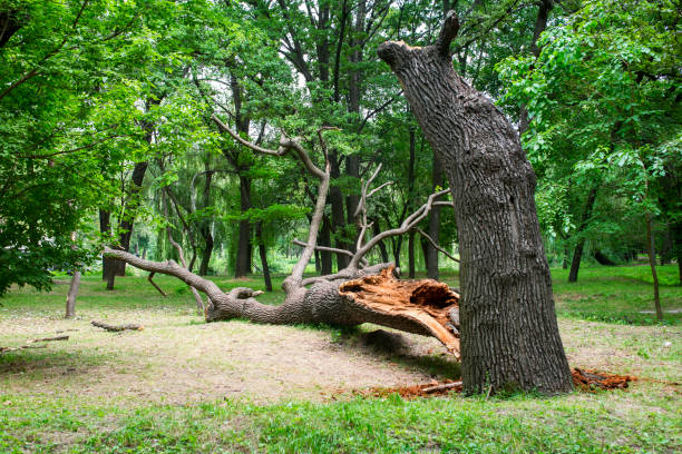 Best Tree Mulching  in Beaumont, CA