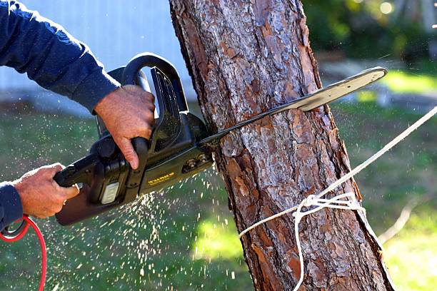 Reliable Beaumont, CA Tree Care Solutions