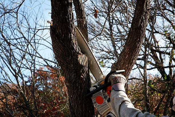 How Our Tree Care Process Works  in  Beaumont, CA